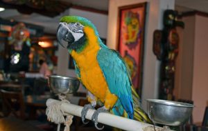 Bahamas Papagei Max